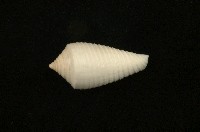 藏品(木乃伊芋螺)的圖片